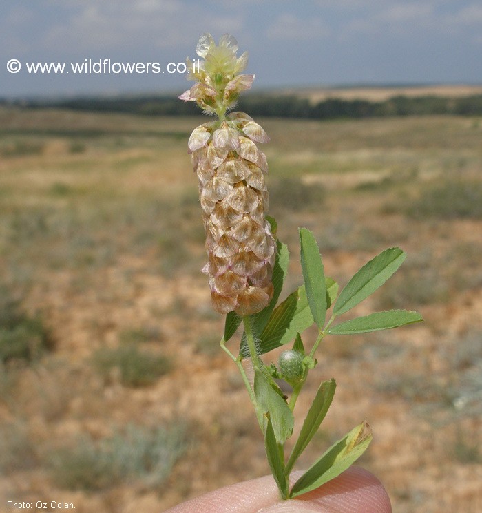 Trifolium billardierei
